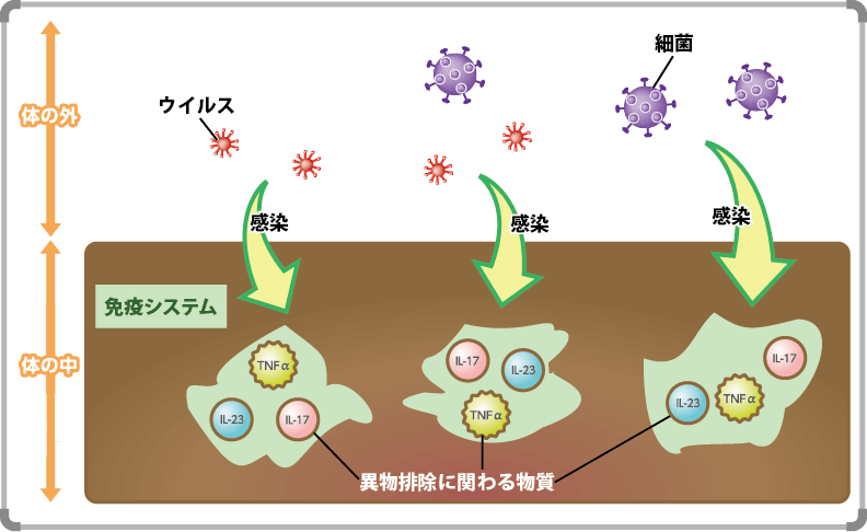 1）乾癬と免疫システム　通常の免疫システム